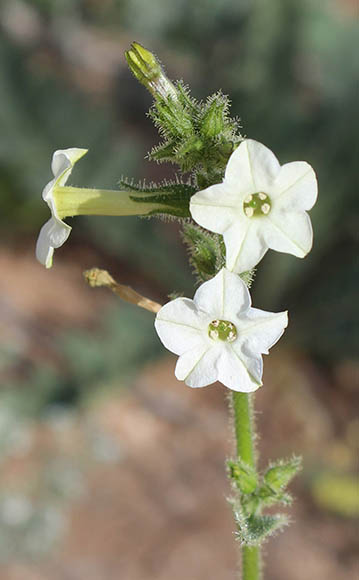  Nicotiana clevelandii